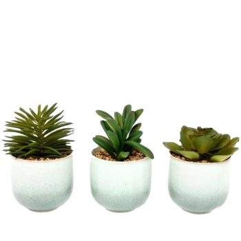 Ceramic Potted Succulents