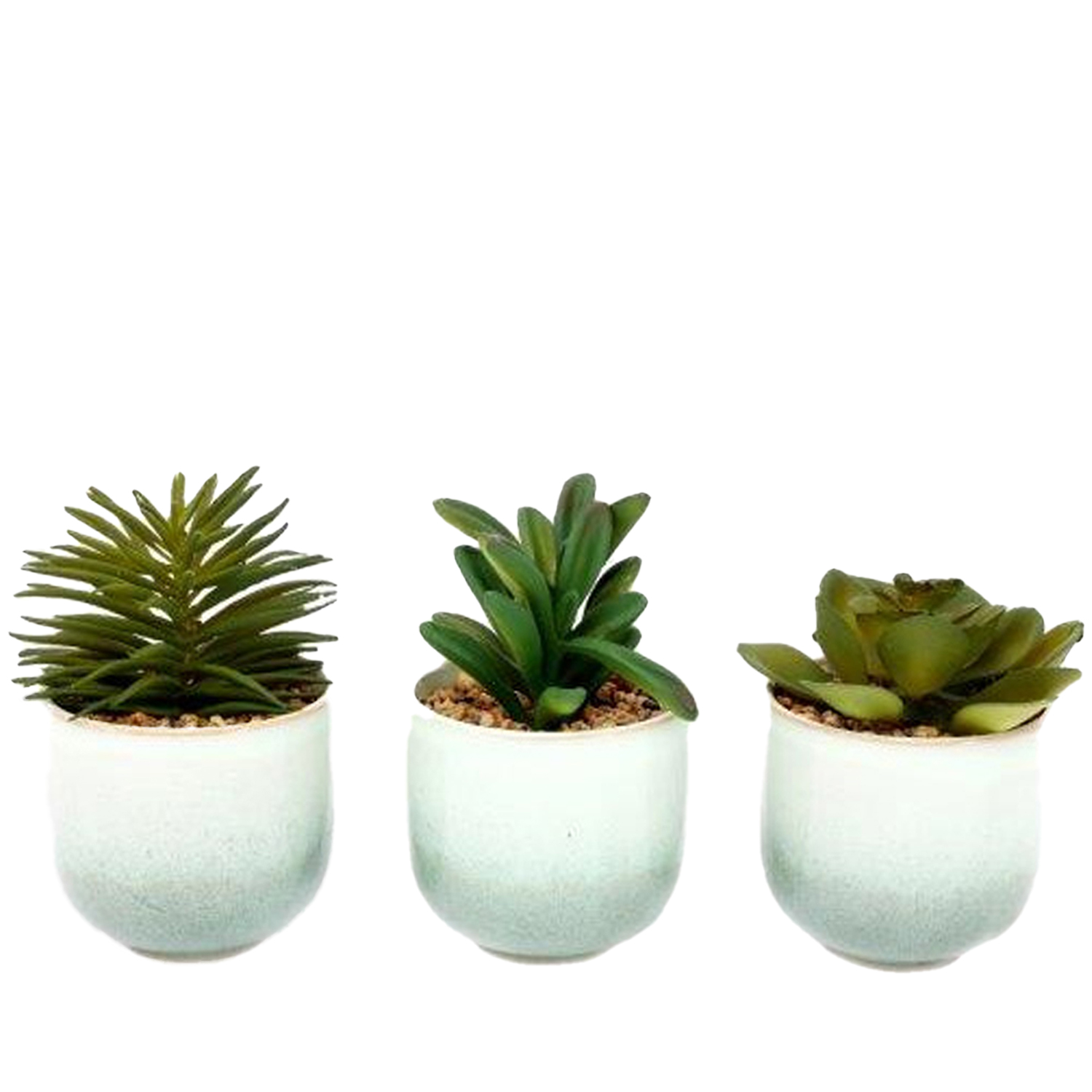 Ceramic Potted Succulents White